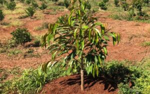 Sầu riêng Musang King và những điều cần biết năm 2022 10 Chăm sóc cây sầu riêng Musang King