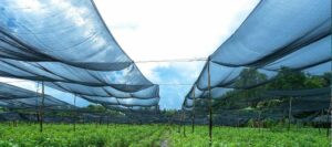 Lưới che nắng vườn rau sạch giá rẻ ở TPHCM