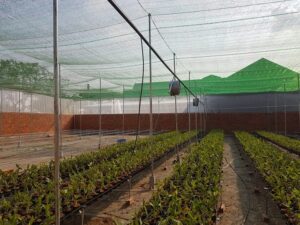 Nhà lưới che nắng trồng rau giá rẻ