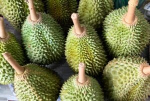 Sầu riêng Musang King và những điều cần biết năm 2022 3 Quả sầu riêng Musang King có kích thước trái không quá lớn, quả có hình bầu dục