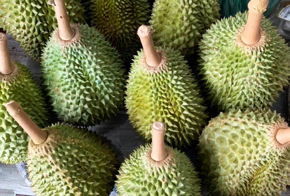 Quả sầu riêng Musang King có kích thước trái không quá lớn, quả có hình bầu dục