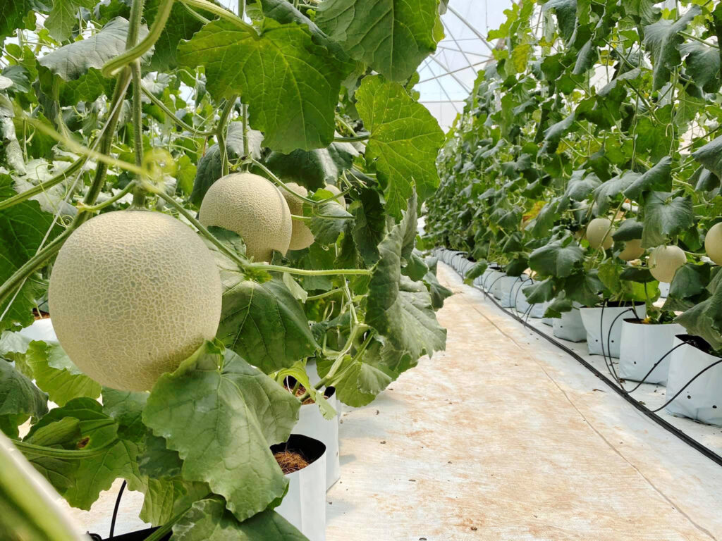 Trồng dưa lưới trong nhà lưới 1000m²: Chi phí đầu tư và lợi nhuận 1 Quả dưa lưới được chăm sóc kỹ càng trong nhà lưới