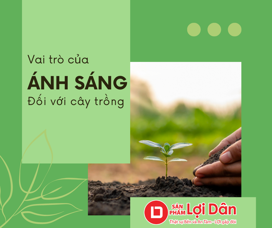 Vai trò ánh sáng đối với cây trồng nên biết năm 2022