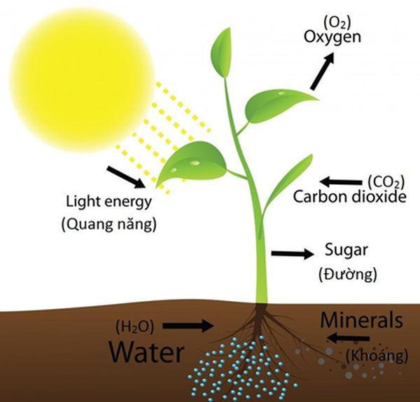 Vai trò ánh sáng đến quá trình quang hợp ở cây xanh tạo ra chất dinh dưỡng