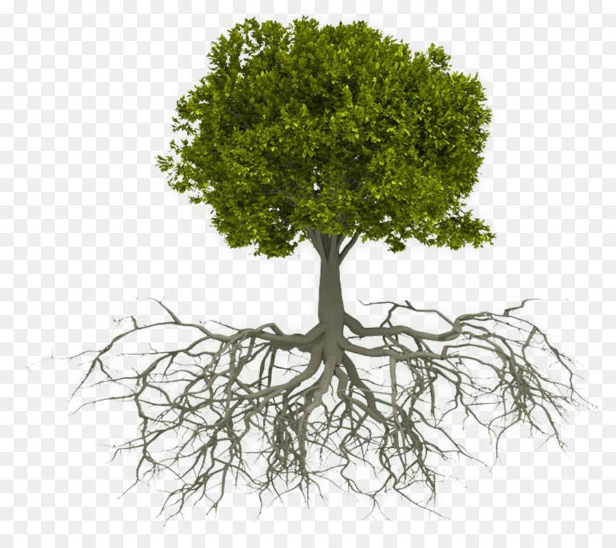 vai trò ánh sáng đối với sự phát triển của rễ cây
