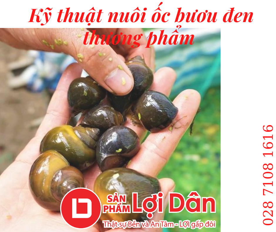 KỸ THUẬT NUÔI ỐC NHỒI (ỐC BƯƠU ĐEN) THƯƠNG PHẨM ĐẦY ĐỦ NHẤT