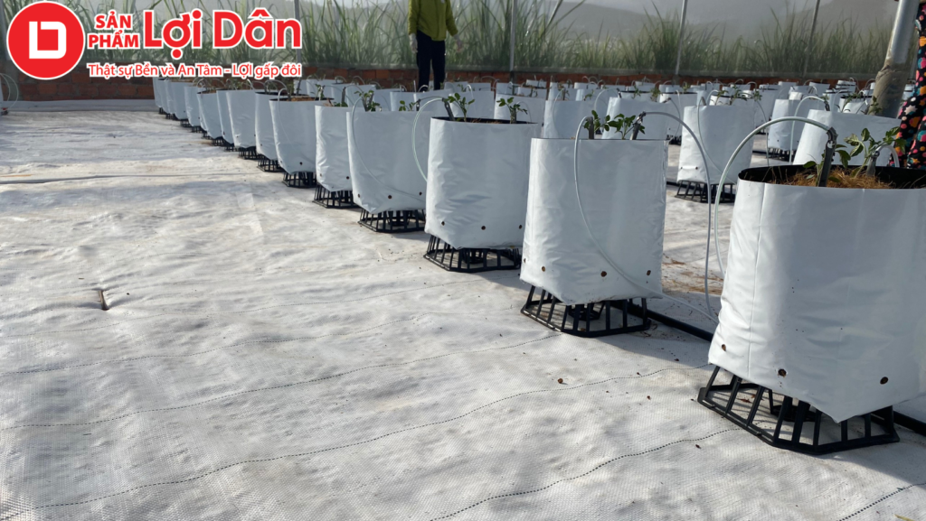 Các công việc cần làm sau thu hoạch dưa lưới (chuẩn nhất 2025) 5 Tại sao cần sử dụng đế kê chậu chịu lực