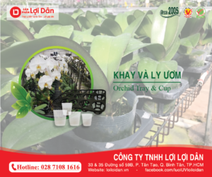 chậu nhựa trồng lan hồ điệp