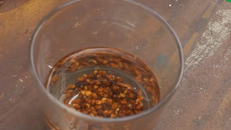 Ngâm hạt ớt chuông vào nước