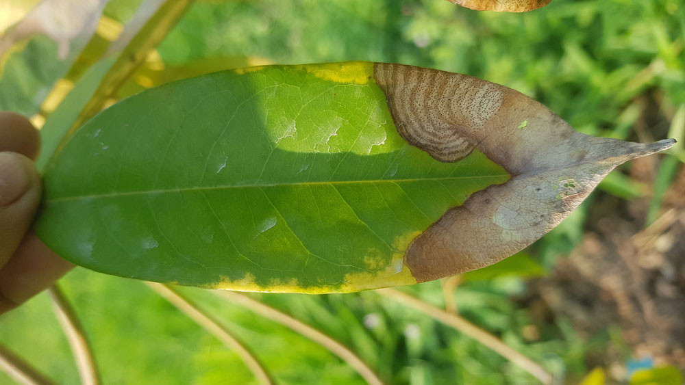 Lá sầu riêng bị bệnh thán thư