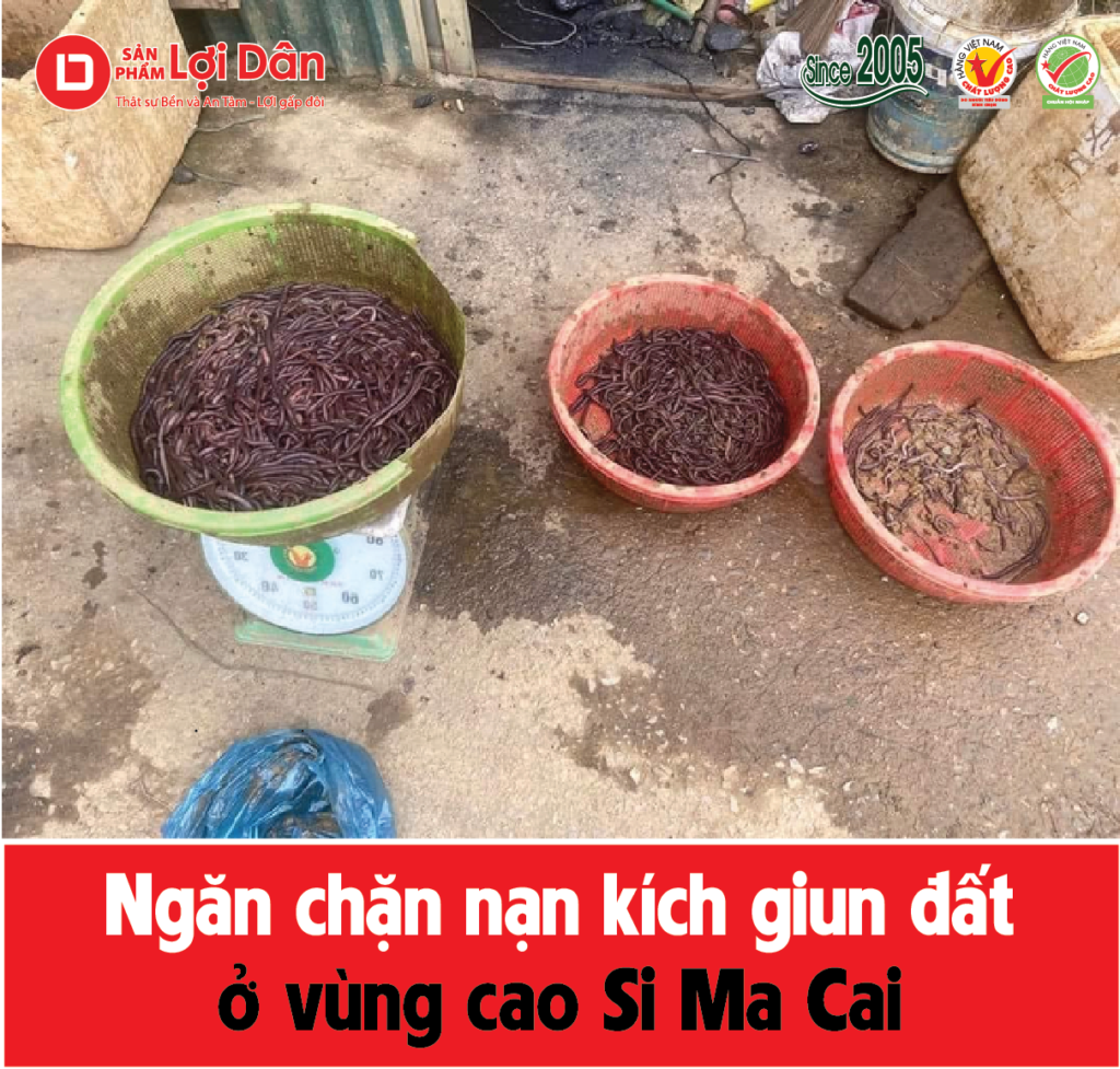 Việc thu gom giun đất số lượng lớn khiến nhiều người đổ xô đi kích giun đất. Ảnh: H.Đ.