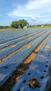 agricultural mulch