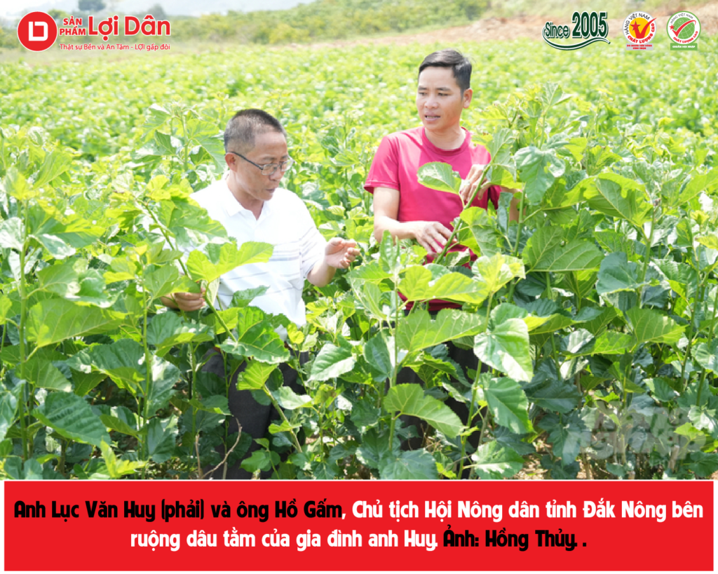 Anh Lục Văn Huy (phải) và ông Hồ Gấm, Chủ tịch Hội Nông dân tỉnh Đắk Nông bên ruộng dâu tằm của gia đình anh Huy. Ảnh: Hồng Thủy.