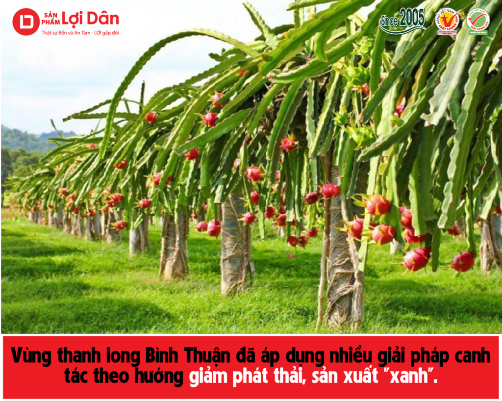 Vùng thanh long Bình Thuận đã áp dụng nhiều giải pháp canh tác theo hướng giảm phát thải, sản xuất "xanh". Ảnh: KS.