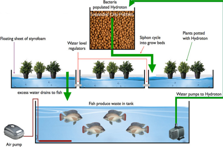 hẹ thống AQuaponics cơ bản