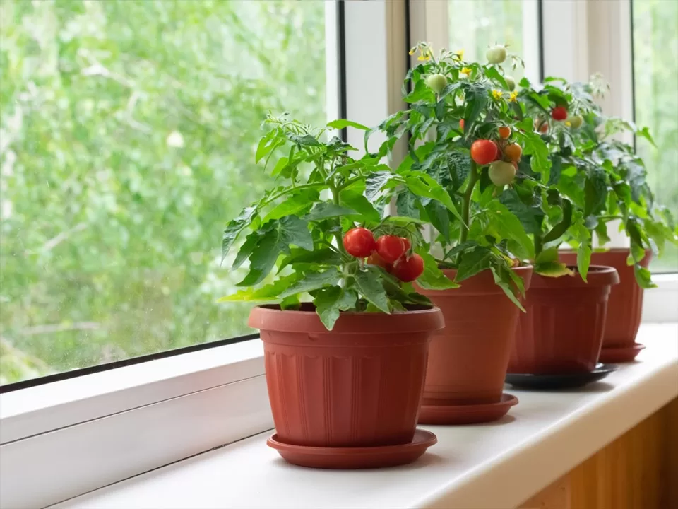 cà chua được trồng trong chậu