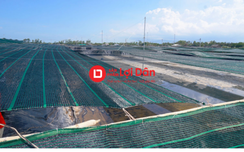luoi che nang trong nuoi trong thuy san