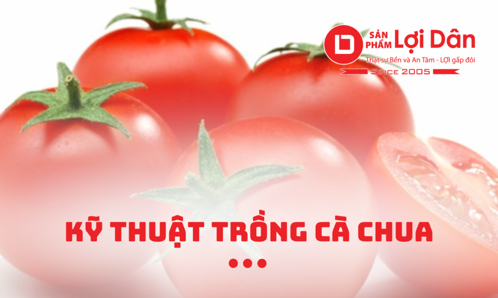 Kỹ thuật trồng cà chua trong giá thể 4 Ky thuat 3