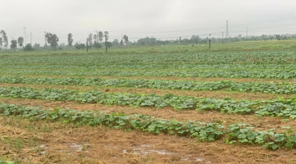 Kỹ thuật trồng bí đỏ 3 cay bi ngo duoc trong tren ruong