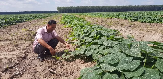 Kỹ thuật trồng bí đỏ 1 ky thuat trong bi do ho lo 02