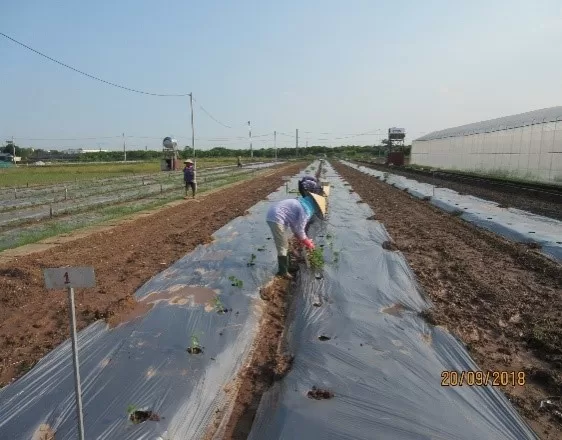 Kỹ thuật trồng bí đỏ 2 Phủ luống bằng màng phủ nông nghiệp