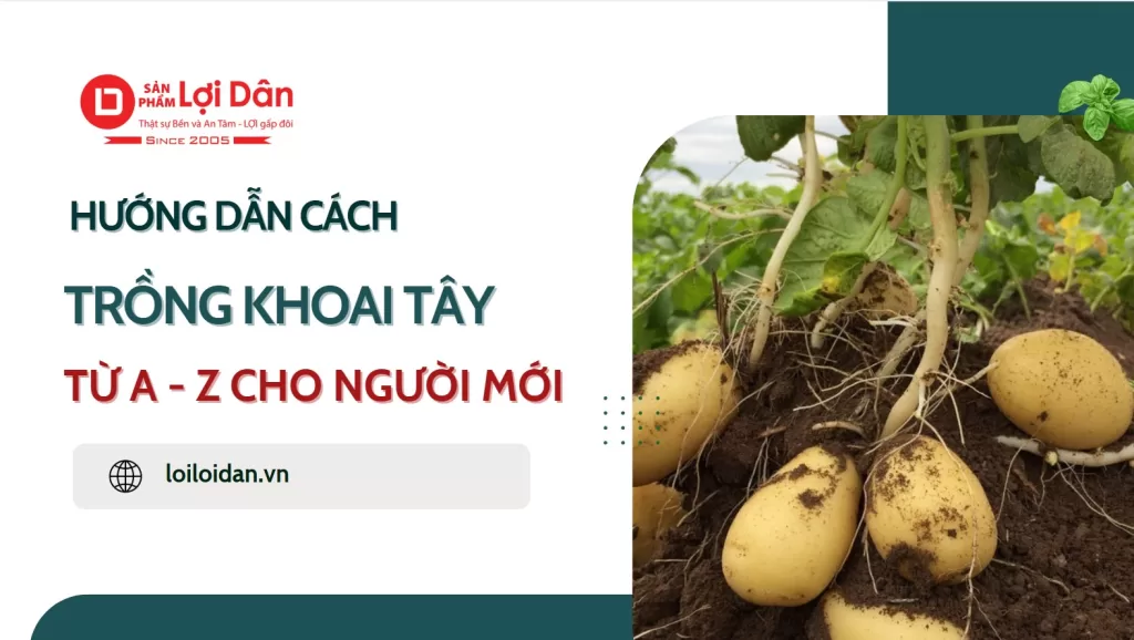 Cách Trồng Khoai Tây Đúng Kỹ Thuật, Năng Suất Cao Ngay Tại Nhà 6 huong dan trong khoai tay