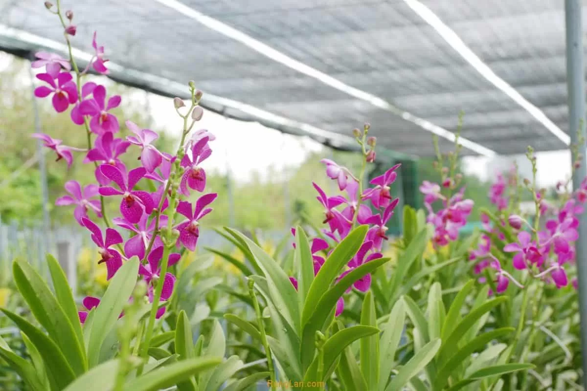 Lưới che nắng 40% 3 Che nắng cho vườn lan Monkara