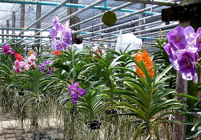 Lưới che nắng 40% 2 Lưới che nắng 40% cho vườn lan VanDa