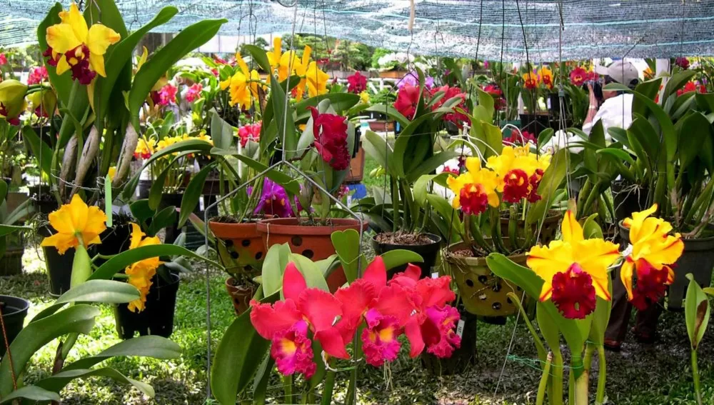 Lưới che nắng 60% 12 gia the trong lan cattleya ava