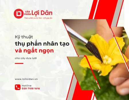 Kỹ thuật thụ phấn nhân tạo và ngắt ngọn cho dưa lưới 12 Ky thuat 3