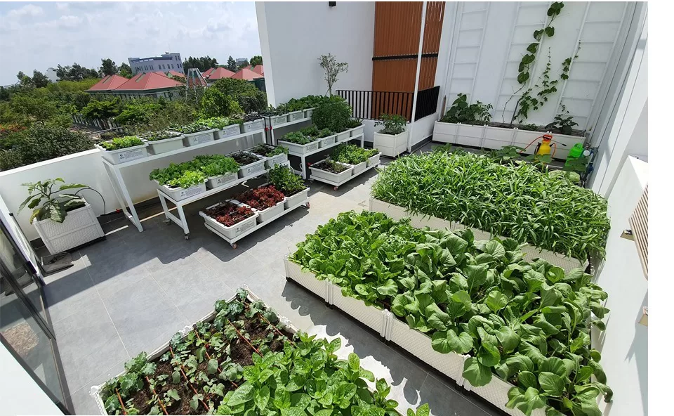Trồng Rau Trên Sân Thượng Từ A-Z: Hướng Dẫn Chi Tiết Cho Người Đô Thị 8 Nhung luu y khi trong rau va cham soc rau vao mua mua 7