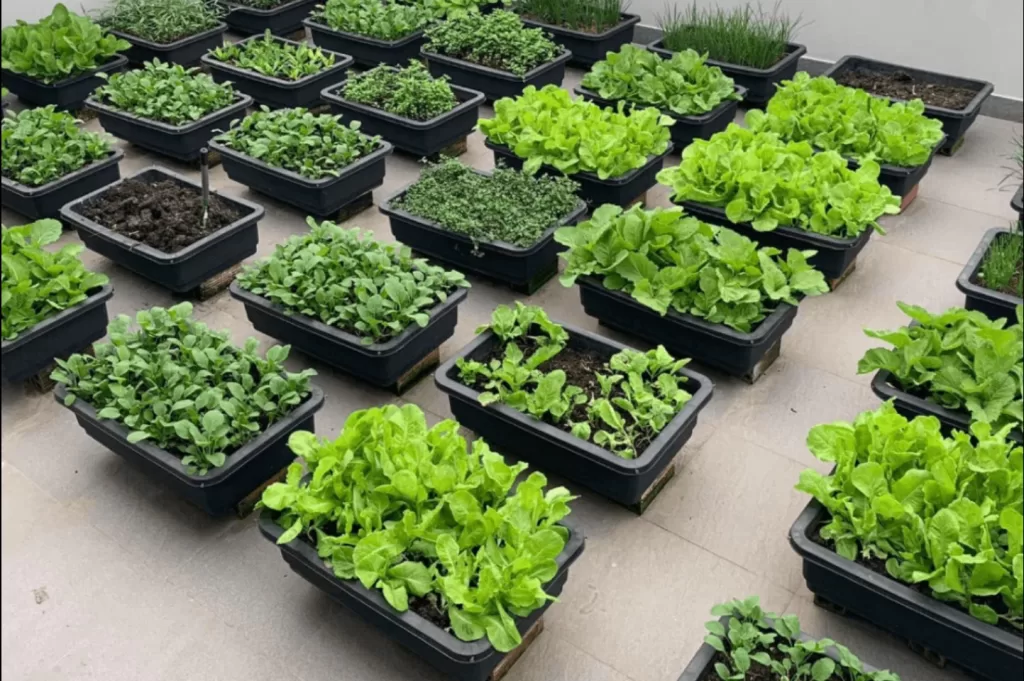 Trồng Rau Trên Sân Thượng Từ A-Z: Hướng Dẫn Chi Tiết Cho Người Đô Thị 2 cac loai rau tren san thuong