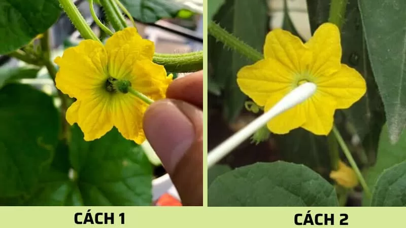 Kỹ thuật thụ phấn nhân tạo và ngắt ngọn cho dưa lưới 1 có 2 cách thụ phấn thủ công cho hoa dưa lưới