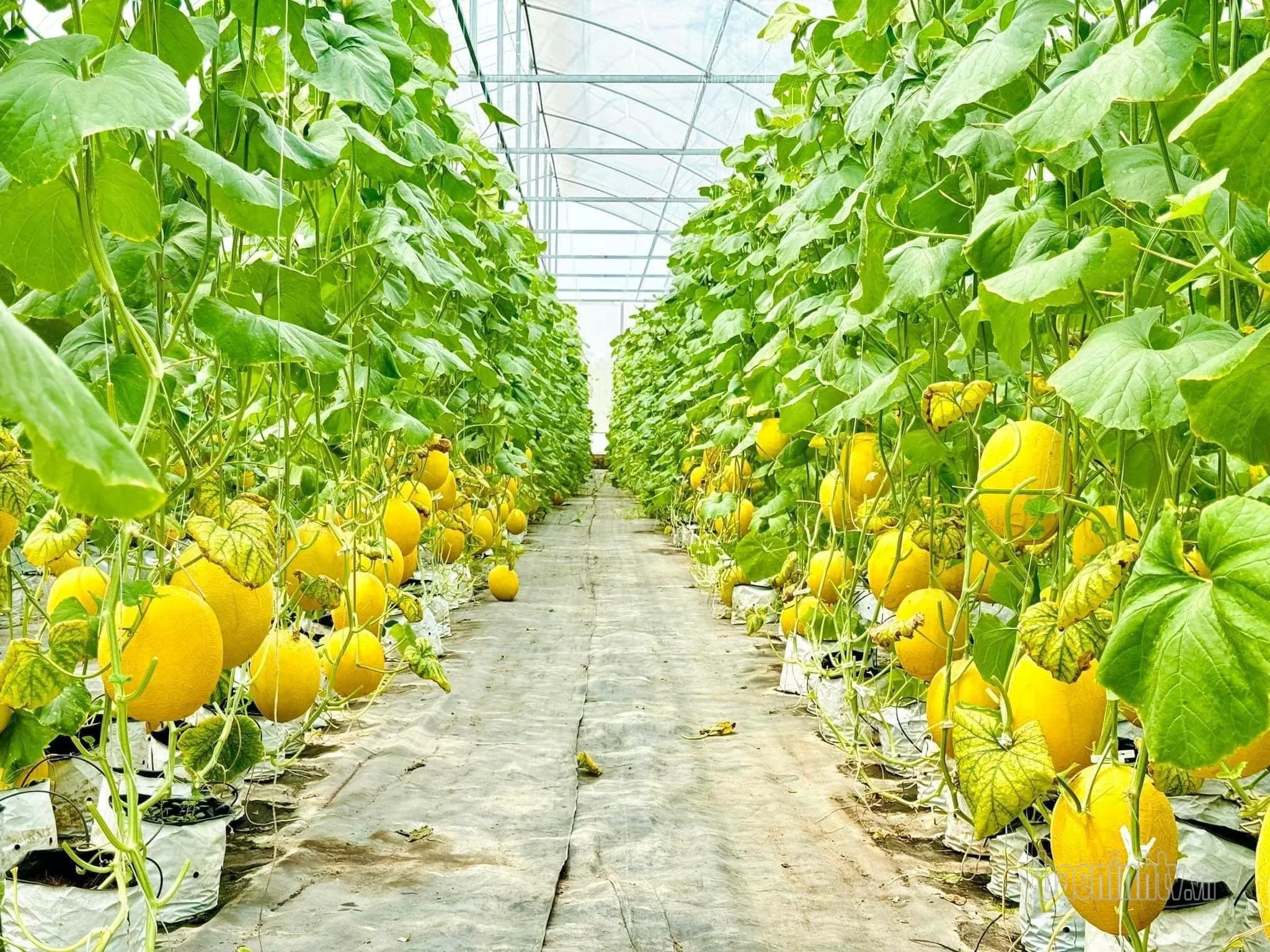 Trồng dưa lưới: Quá trình phát triển cây con theo tuần 5 Vườn dưa lưới đã chín