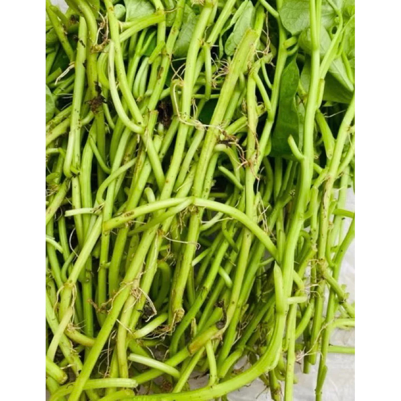 Kỹ thuật trồng khoai lang năng suất cao 3 Hom khoai lang