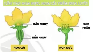 Trồng dưa lưới: Quá trình phát triển cây con theo tuần 4 cách phân biệt hoa đực hoa cái