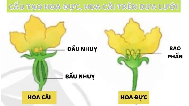 Kỹ thuật thụ phấn nhân tạo và ngắt ngọn cho dưa lưới 2 cách phân biệt hoa đực và hoa cái trên dưa lưới