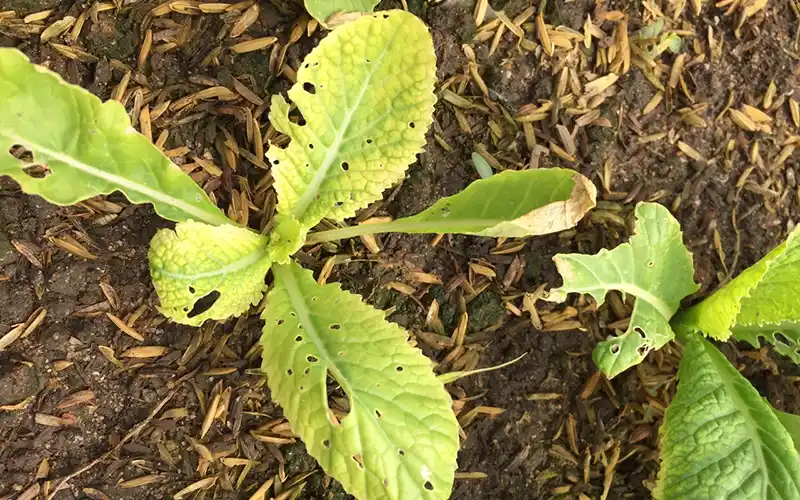 Trồng Rau Trên Sân Thượng Từ A-Z: Hướng Dẫn Chi Tiết Cho Người Đô Thị 4 rau bi vang la 3