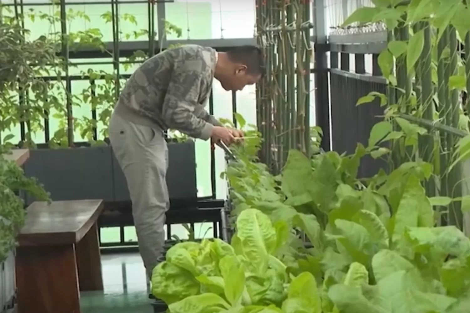 Trồng Rau Trên Sân Thượng Từ A-Z: Hướng Dẫn Chi Tiết Cho Người Đô Thị 10 vuon cua anh toan