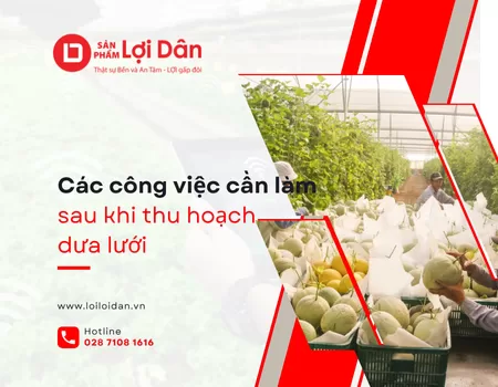 Các công việc cần làm sau thu hoạch dưa lưới (chuẩn nhất 2025) 1 Ky thuat 12