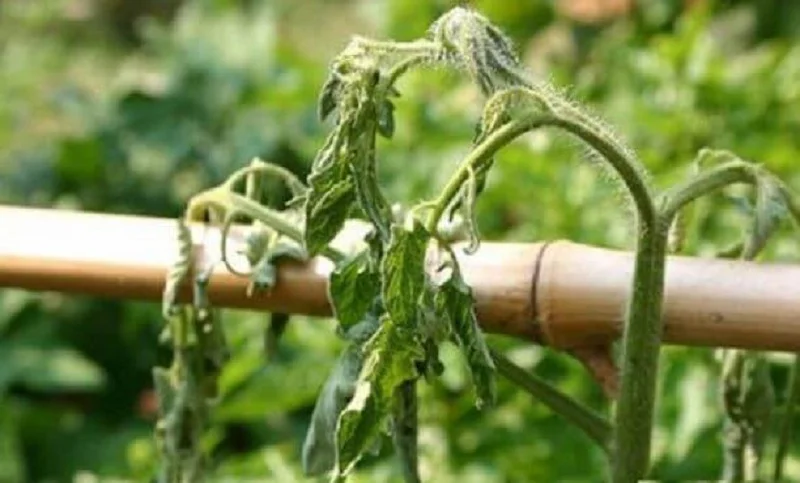 Kỹ thuật trồng cà chua từ A-Z cho người mới bắt đầu 9 Bệnh héo xanh