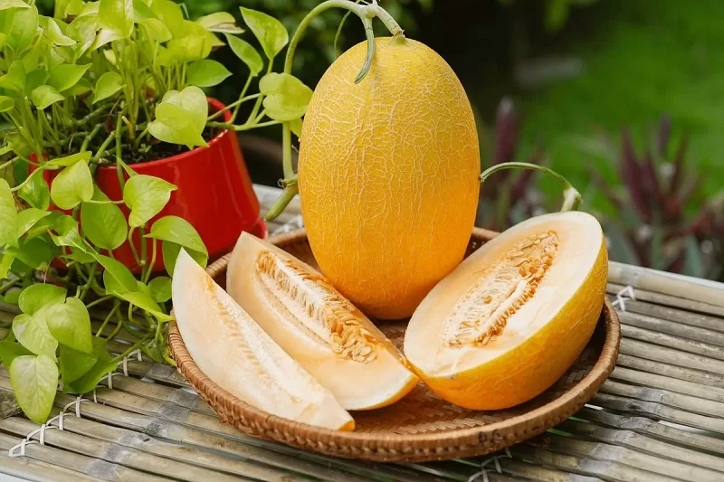 Phân biệt giống dưa lưới: Ưu nhược, kháng bệnh, nguồn giống 1 dưa lưới Huỳnh Long