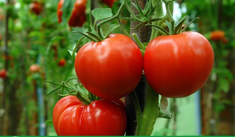 Kỹ thuật trồng cà chua từ A-Z cho người mới bắt đầu 2 Giống cà chua TN05