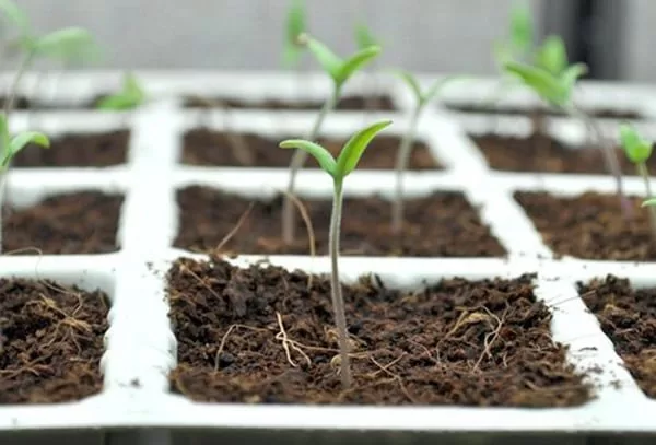 Kỹ thuật trồng cà chua từ A-Z cho người mới bắt đầu 4 Cây cà chua con trong khay xốp