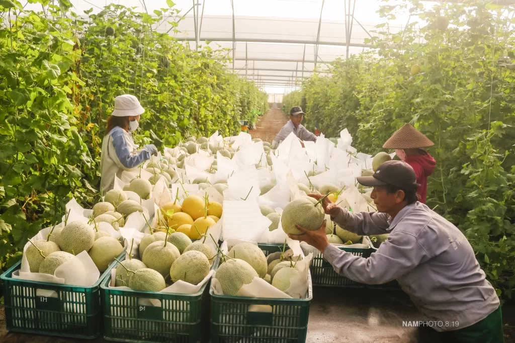 Các công việc cần làm sau thu hoạch dưa lưới (chuẩn nhất 2025) 3 Thu hoạch dưa lưới