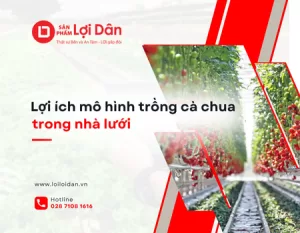 Lợi ích mô hình trồng nhà lưới – Giải pháp tăng năng suất cà chua 28 Ky thuat 1