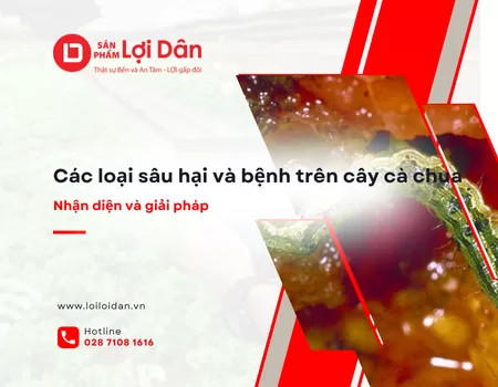 Các loại sâu hại và bệnh trên cây cà chua: Nhận diện và giải pháp 9 Ky thuat 6