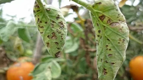 Các loại sâu hại và bệnh trên cây cà chua: Nhận diện và giải pháp 22 Bệnh mốc xám