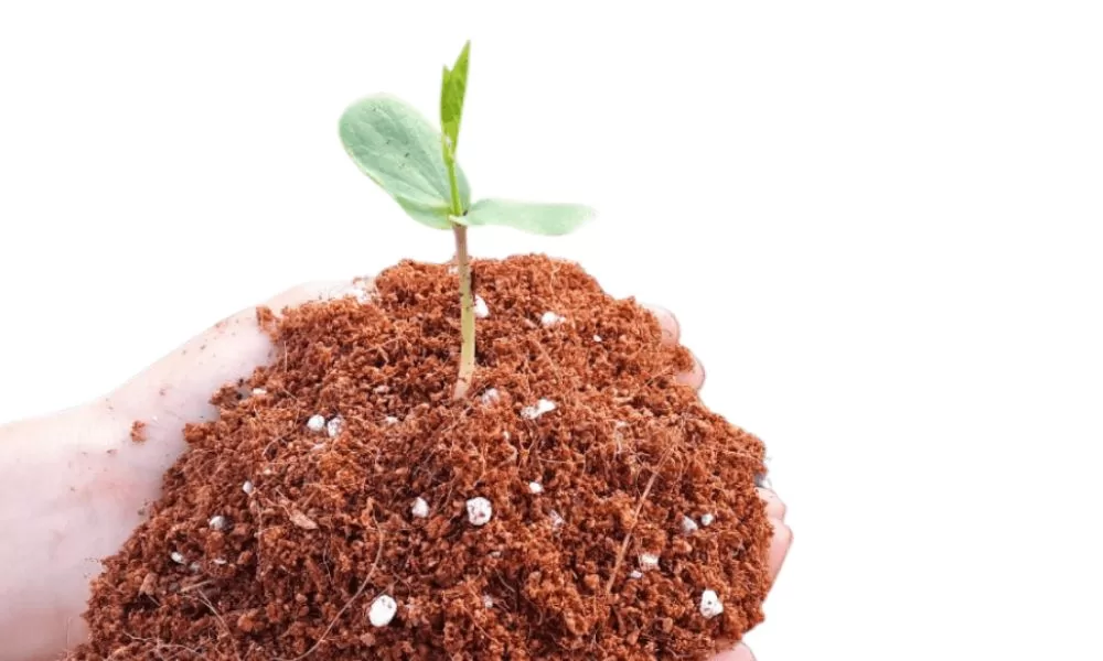 Kỹ thuật làm giá thể trồng cà chua 2 Tại sao cần giá thể