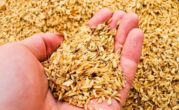 Kỹ thuật làm giá thể trồng cà chua 5 Trấu tươi